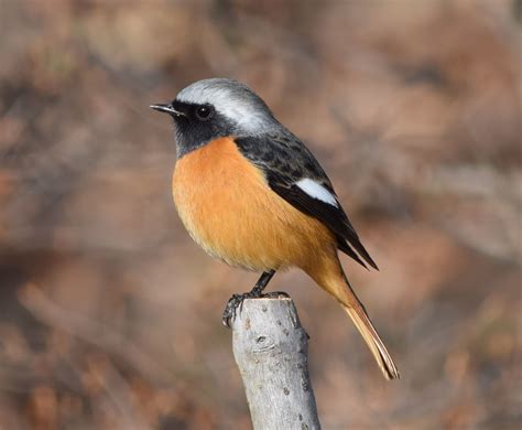 庭 鳥|野鳥図鑑（野鳥の種類、名前）